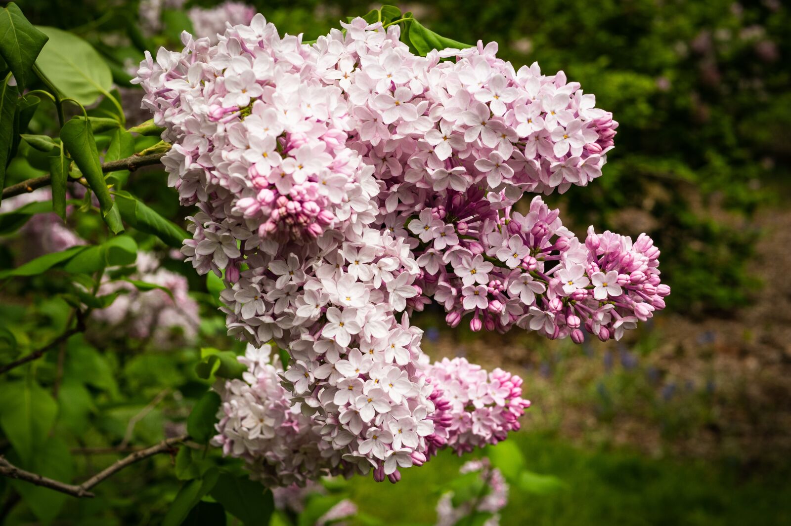 Panasonic Leica DG Summilux 25mm F1.4 II ASPH sample photo. Lilac, pink lilac, flower photography