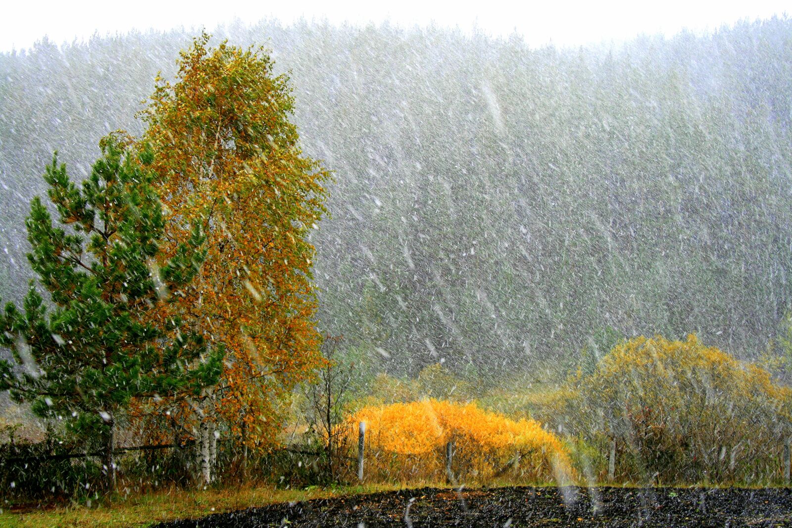 Canon EOS 400D (EOS Digital Rebel XTi / EOS Kiss Digital X) sample photo. It's snowing, living nature photography