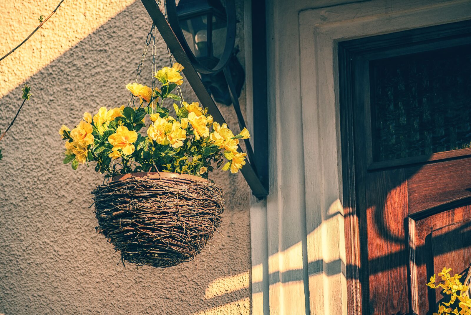 Nikon D750 sample photo. Decorative, garden, plant photography