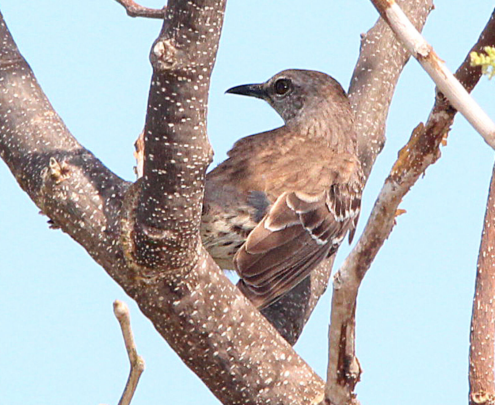 Canon EF 300mm F4L IS USM sample photo
