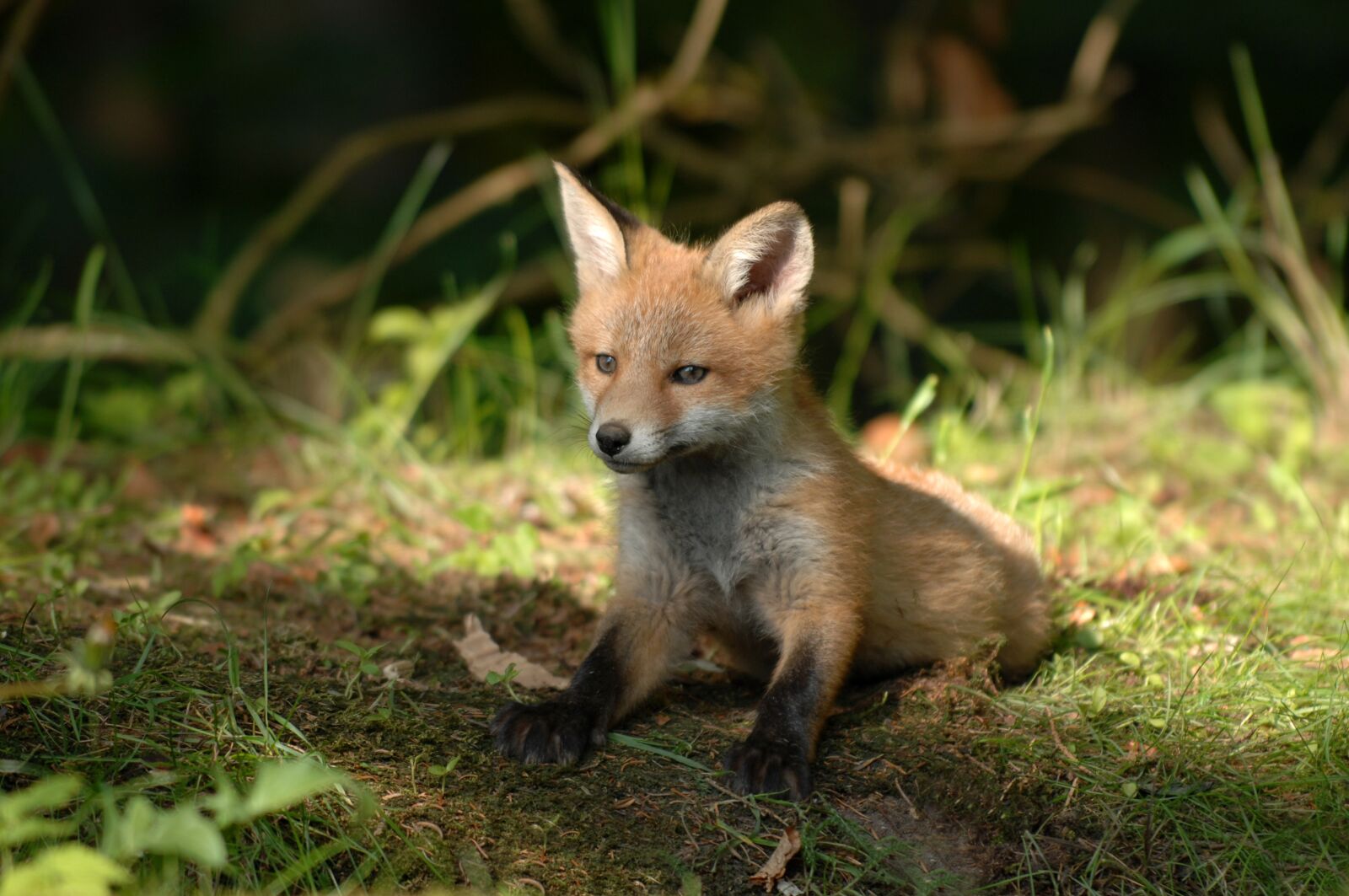 Nikon D2Xs sample photo. Mammals, fox, wildlife photography
