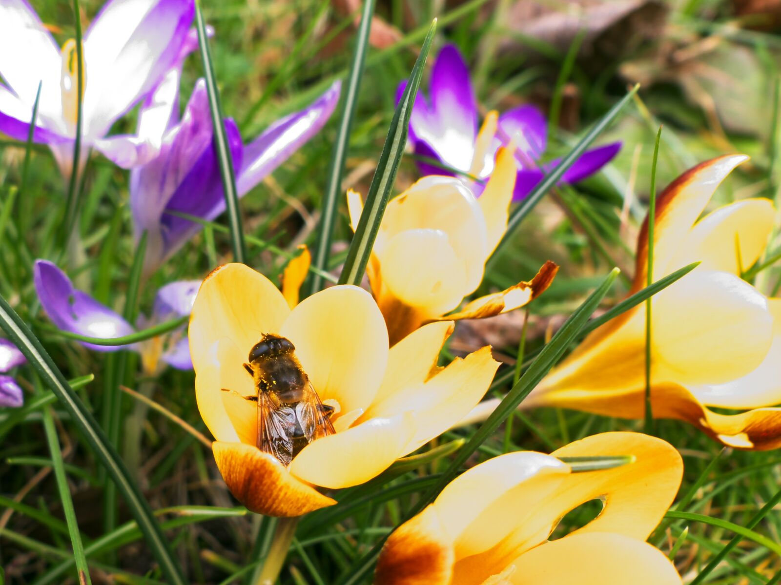 Panasonic Lumix DMC-FZ200 sample photo. Bee, flowers, blossom photography