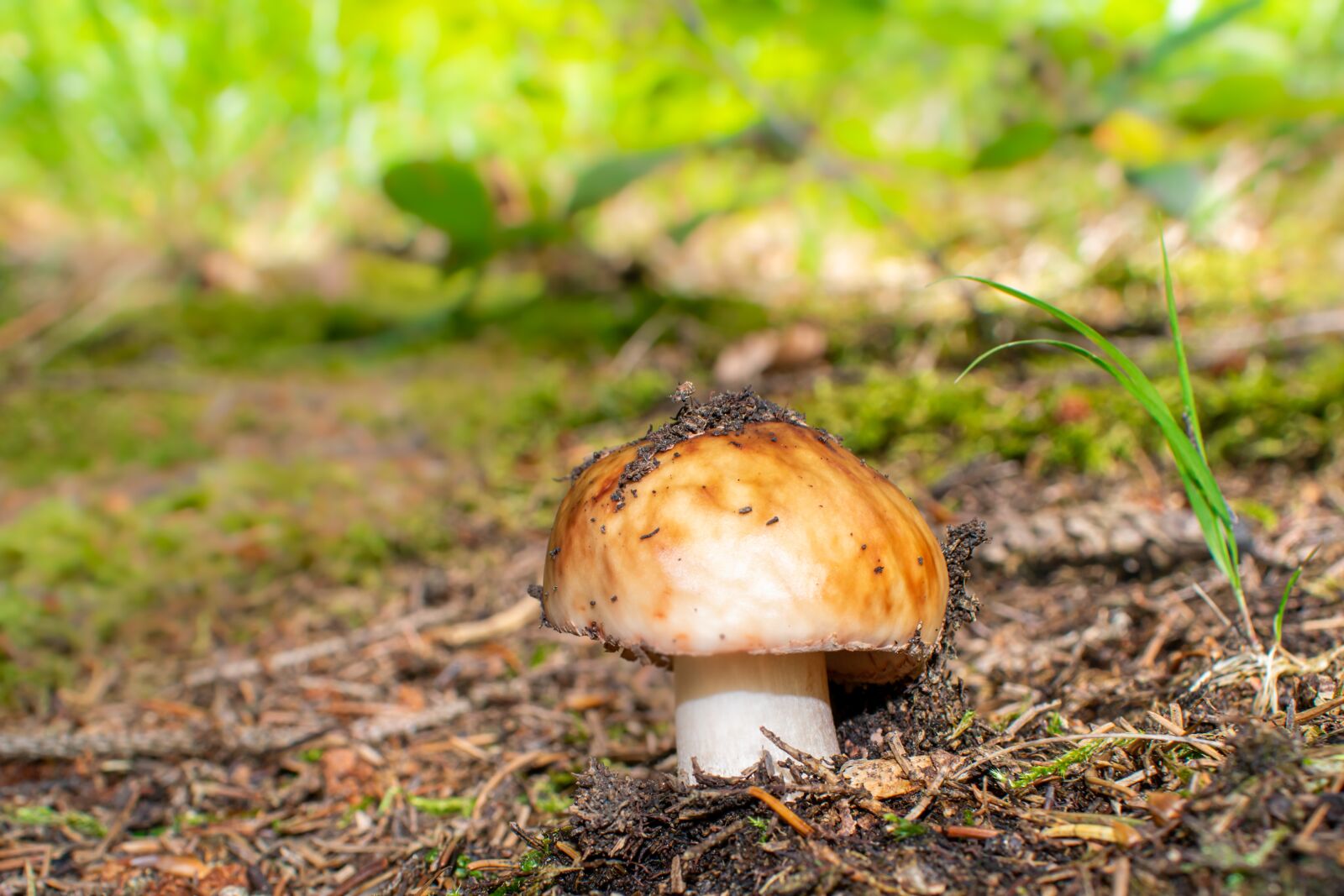Nikon D5300 sample photo. Mushroom, fungus, grow photography