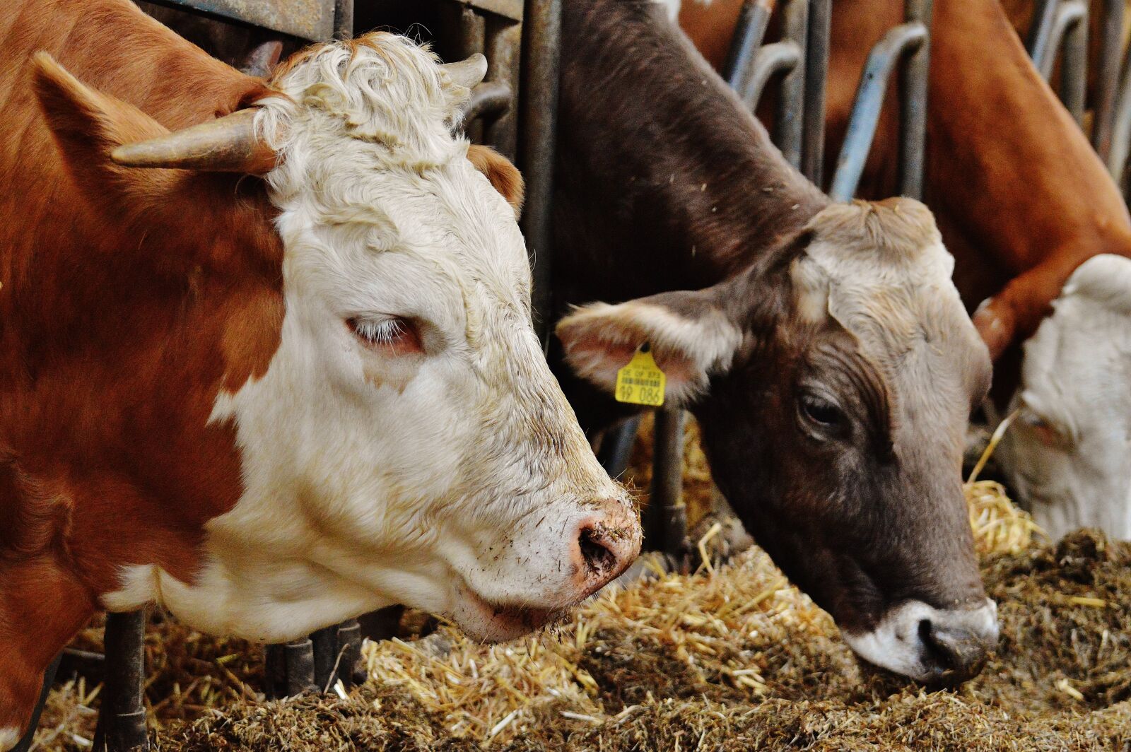 Nikon D3200 sample photo. Cows, stall, barn animals photography