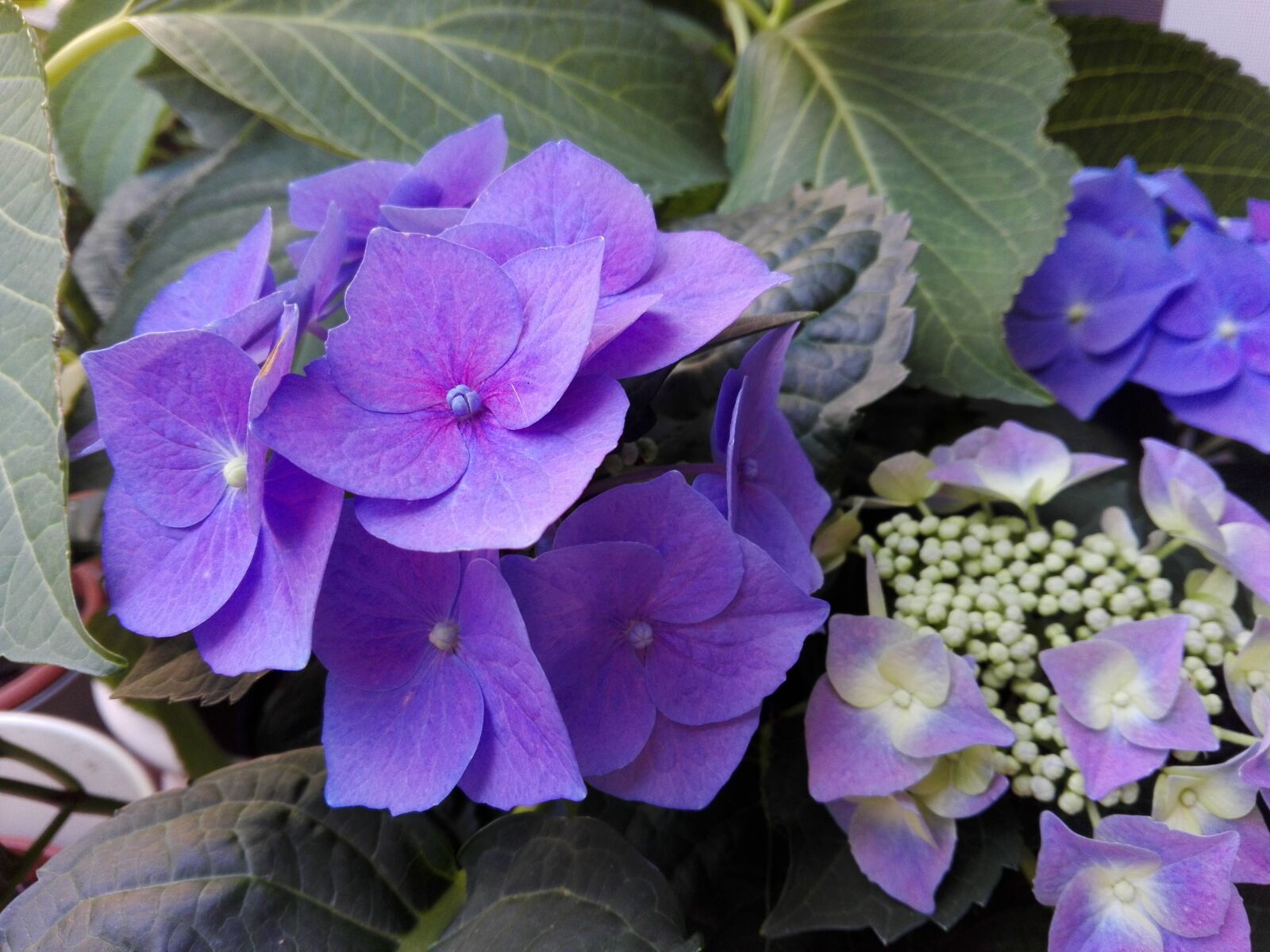 HUAWEI P8 Lite sample photo. Beautiful, flowers photography