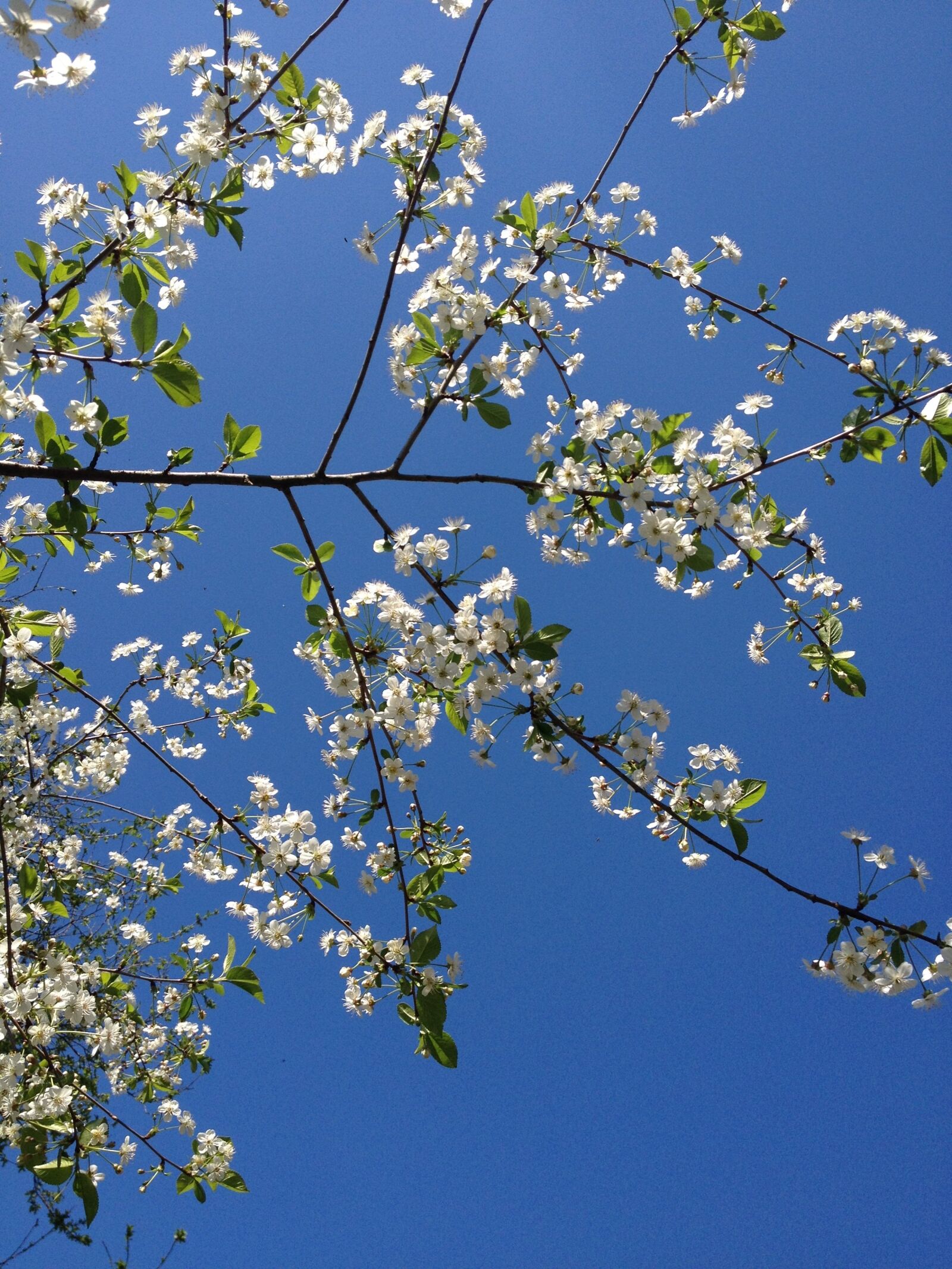 iPhone 4S back camera 4.28mm f/2.4 sample photo. Spring, branches, cherry wood photography