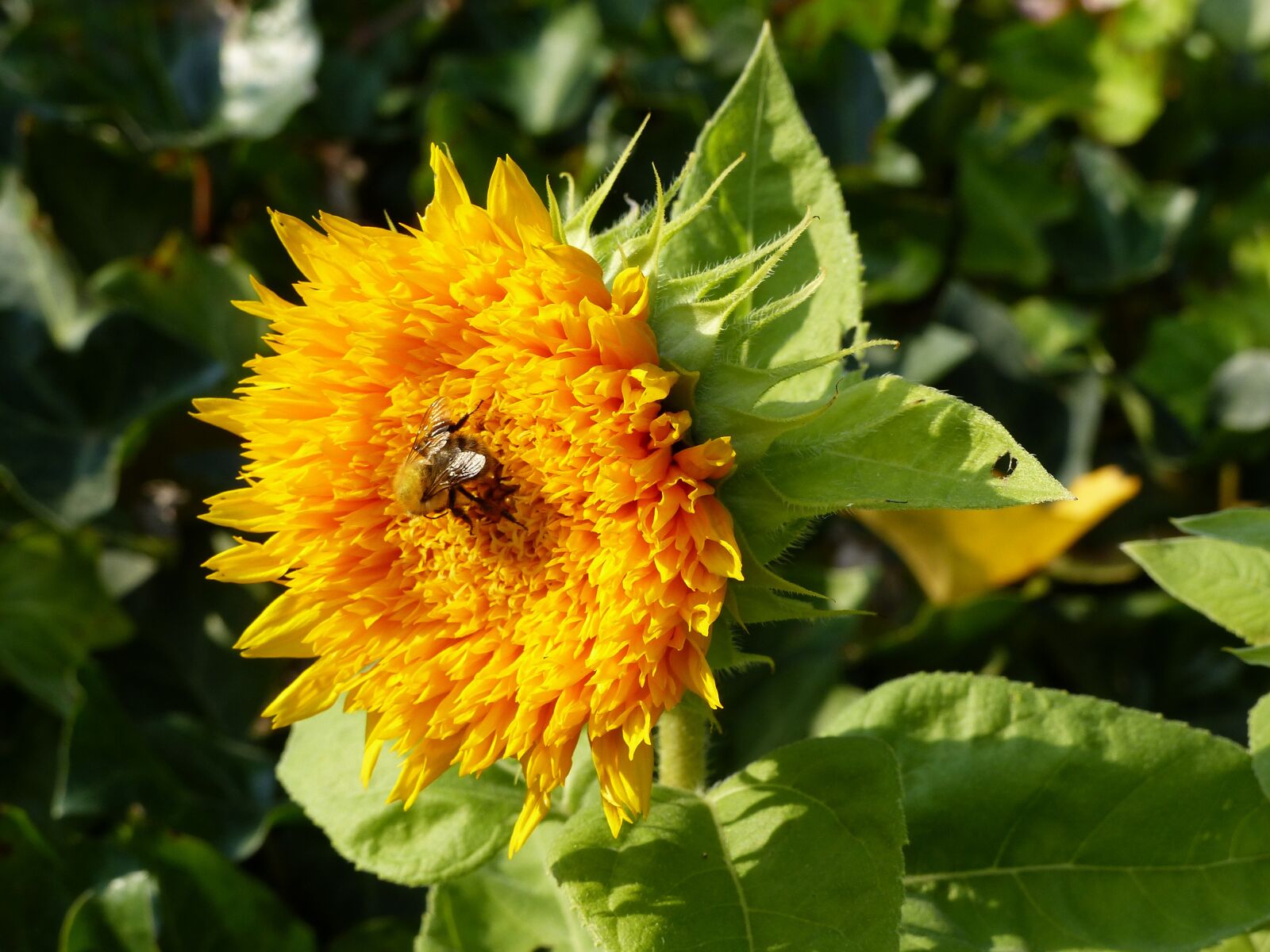 Panasonic Lumix DMC-FZ200 sample photo. Sunflower, yellow, summer photography