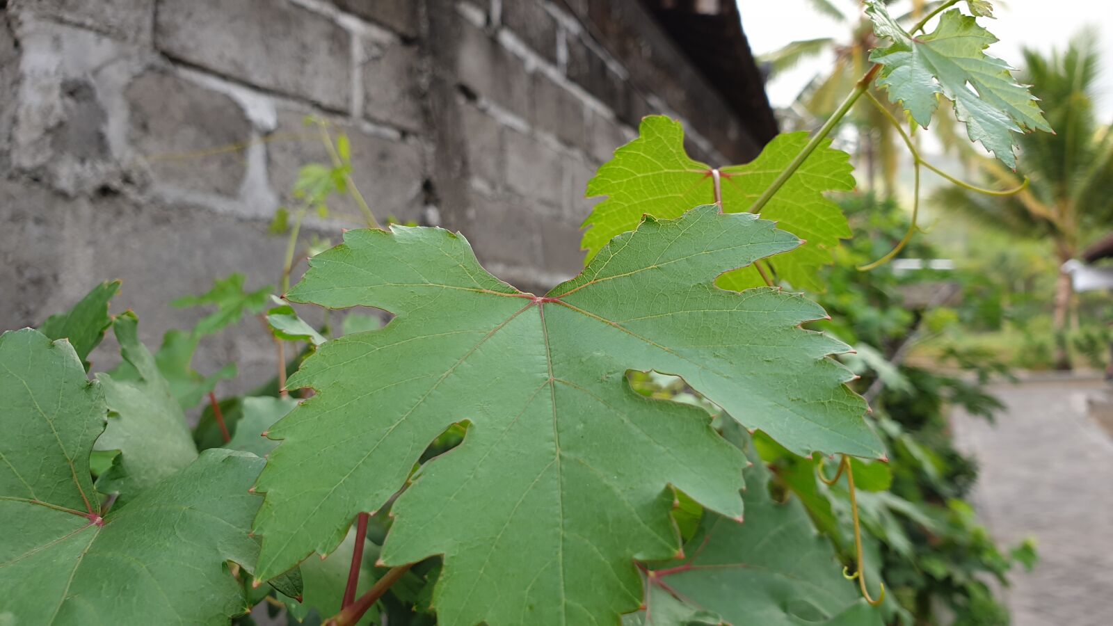Samsung Galaxy Note9 sample photo. Flowers, green, garden photography