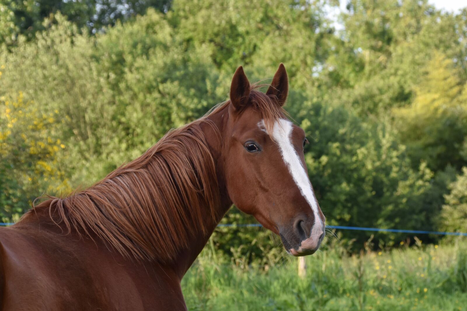 Nikon D5600 sample photo. Horse, young horse, portrait photography
