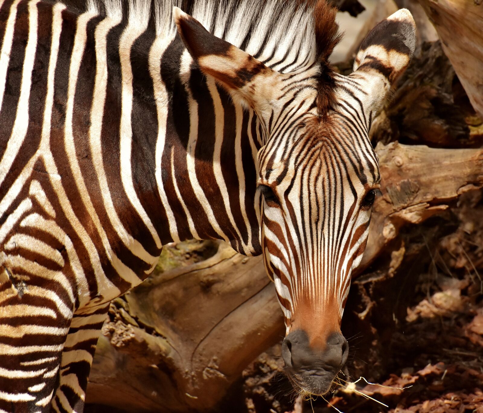 Nikon D7200 sample photo. Zebra, wild animal, zoo photography
