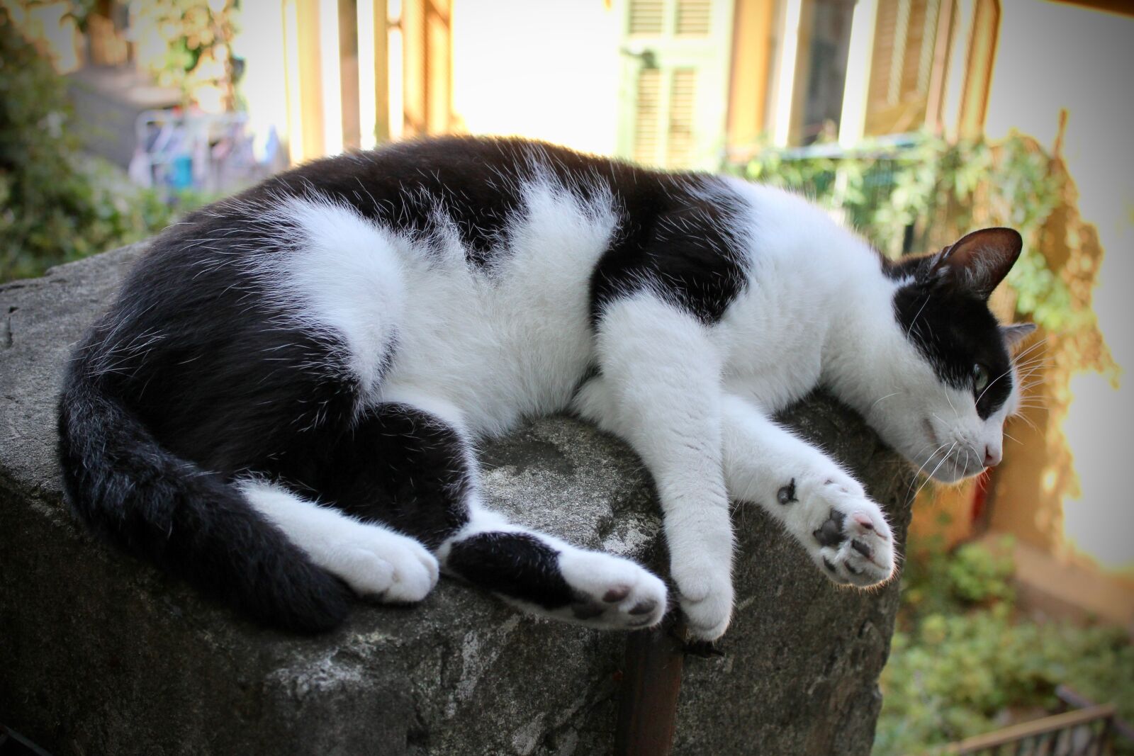 Canon EOS 1100D (EOS Rebel T3 / EOS Kiss X50) sample photo. Cat, black and white photography