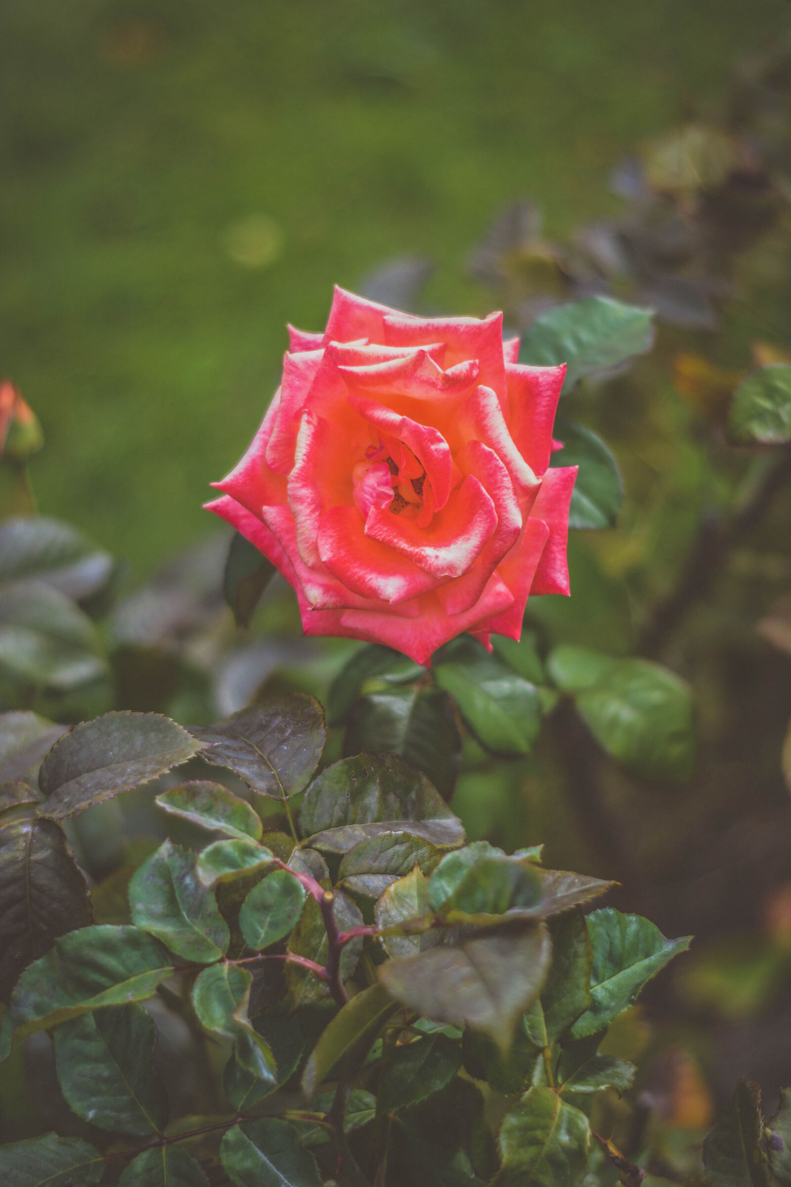 Nikon D5200 sample photo. Blur, bunch, of, flowers photography