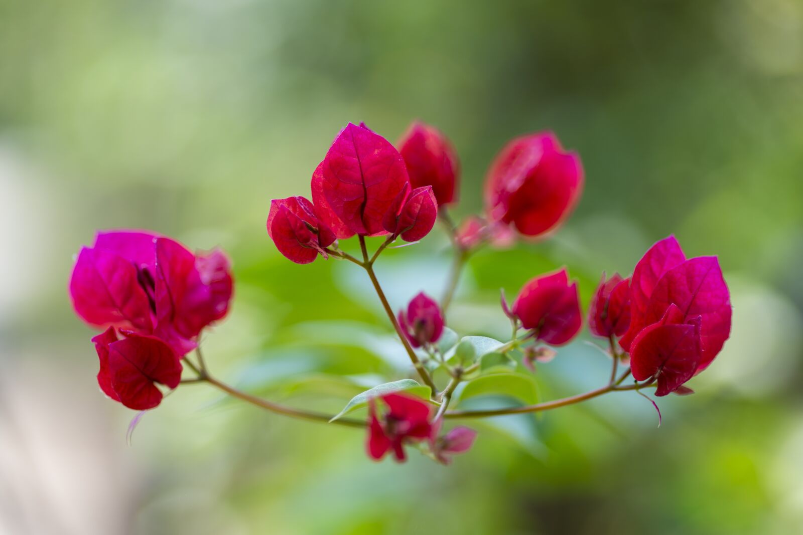 Nikon D800E sample photo. Red flower, flower, macro photography