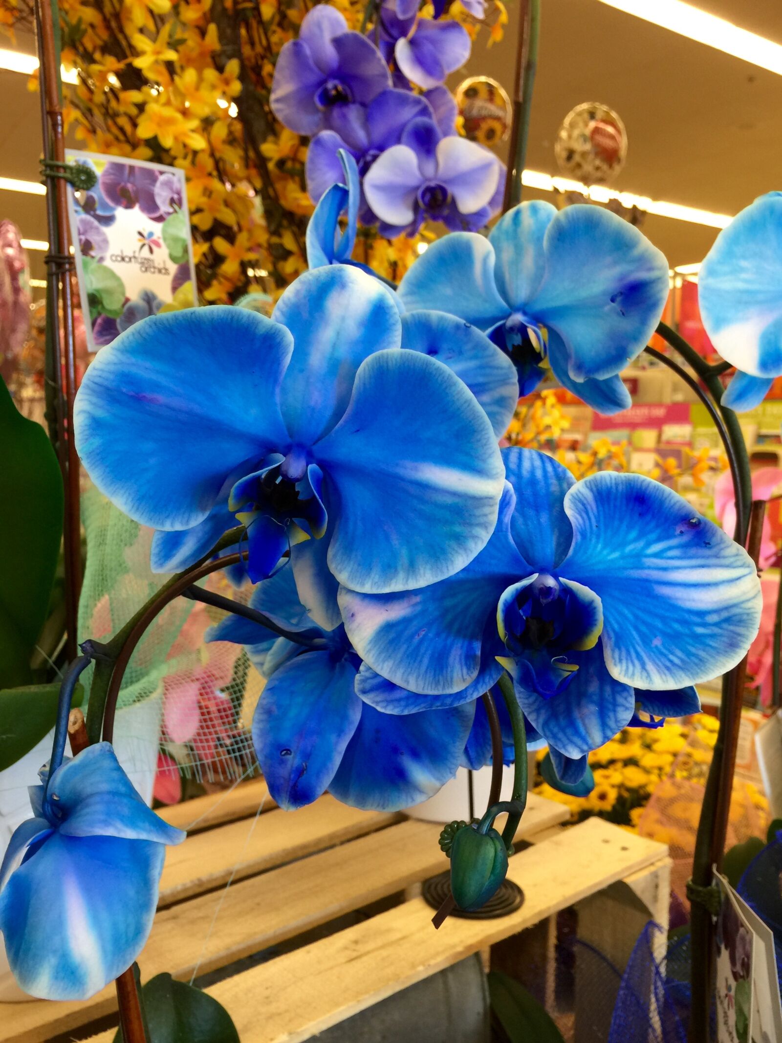 iPhone 6 Plus back camera 4.15mm f/2.2 sample photo. Bloom, blossom, blue, blue photography