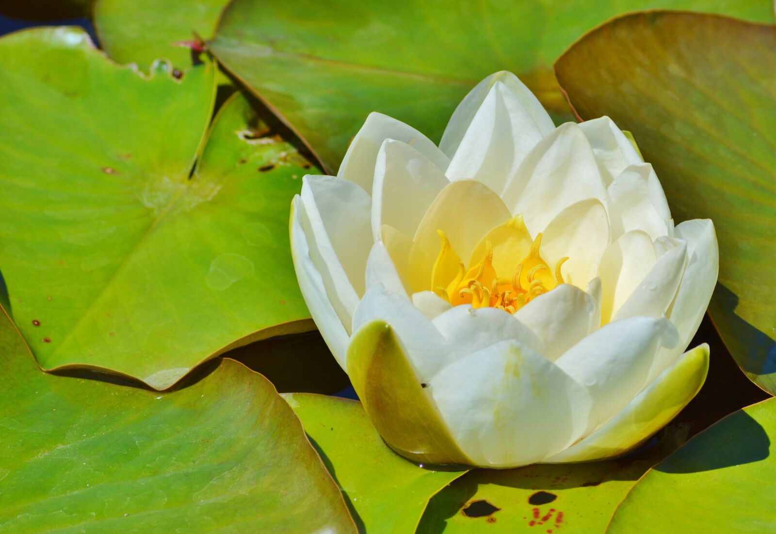 Nikon D3200 sample photo. Water lily, rose, flower photography