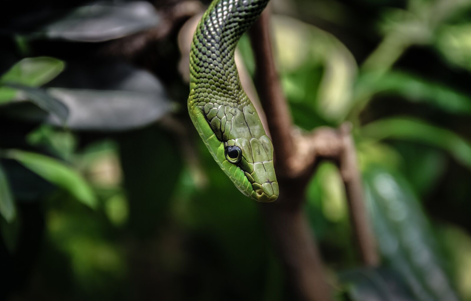 Canon EOS 700D (EOS Rebel T5i / EOS Kiss X7i) sample photo. Nature, animal world, snake photography