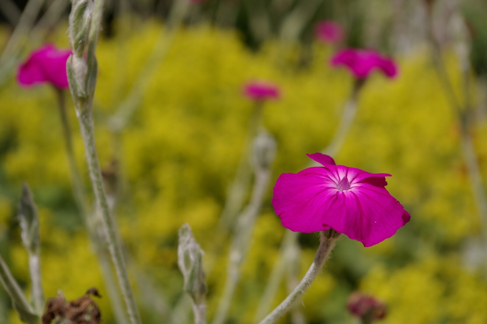 Pentax *ist DL2 sample photo. Pink, pink blossoms, garden photography
