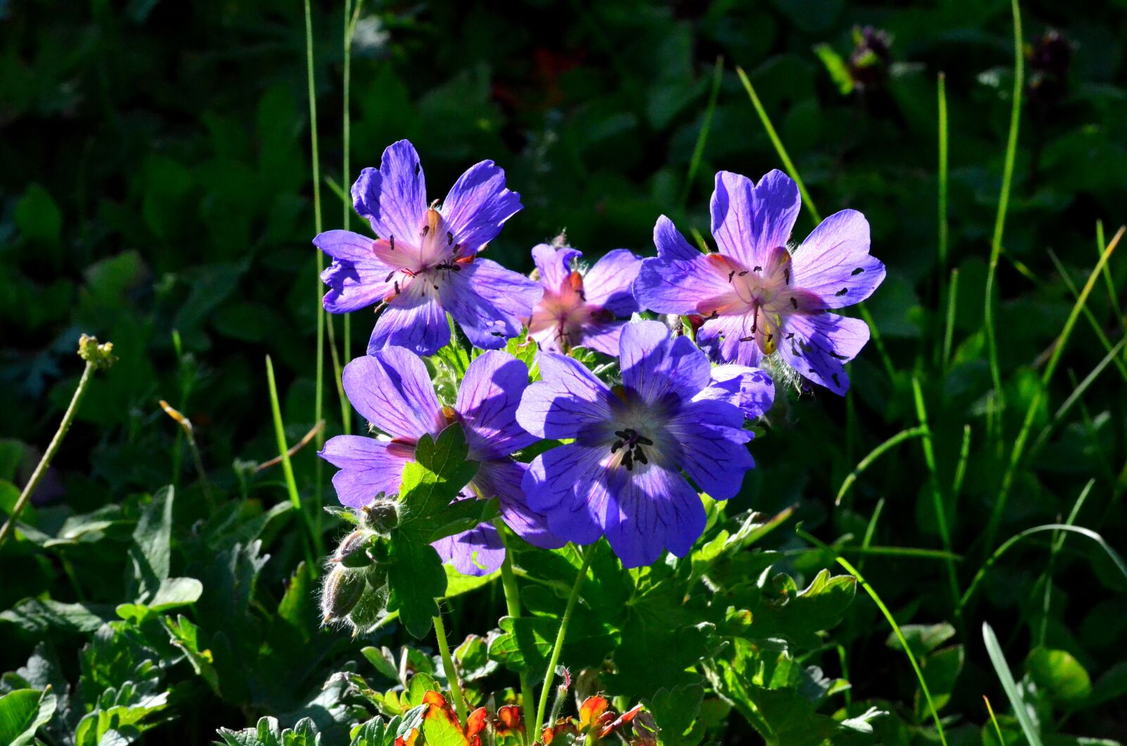 Nikon D5100 sample photo. Nature, flower, plant photography
