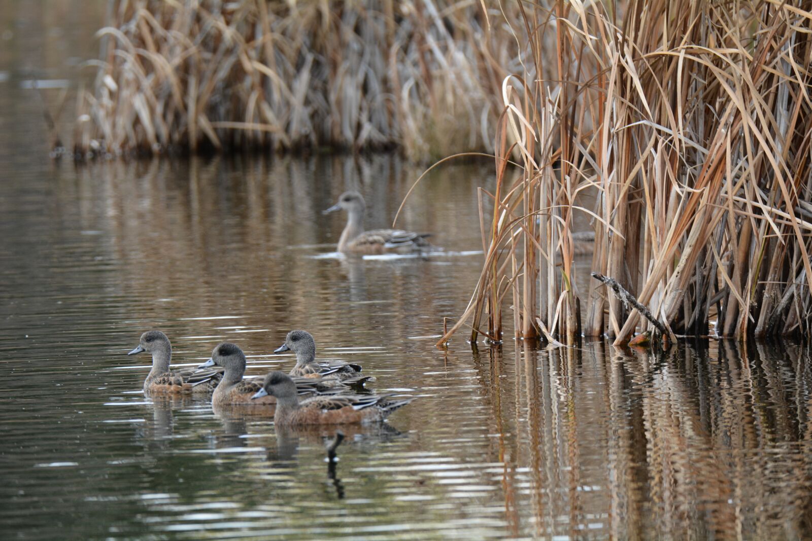 Nikon D7100 sample photo. Pond, bird, duck photography