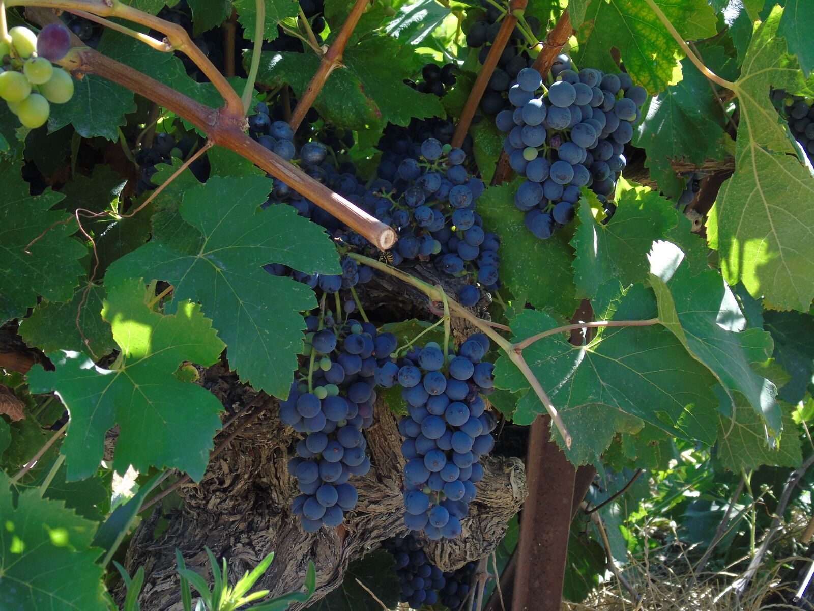 Sony Cyber-shot DSC-H400 sample photo. Harvest, grape, wine photography