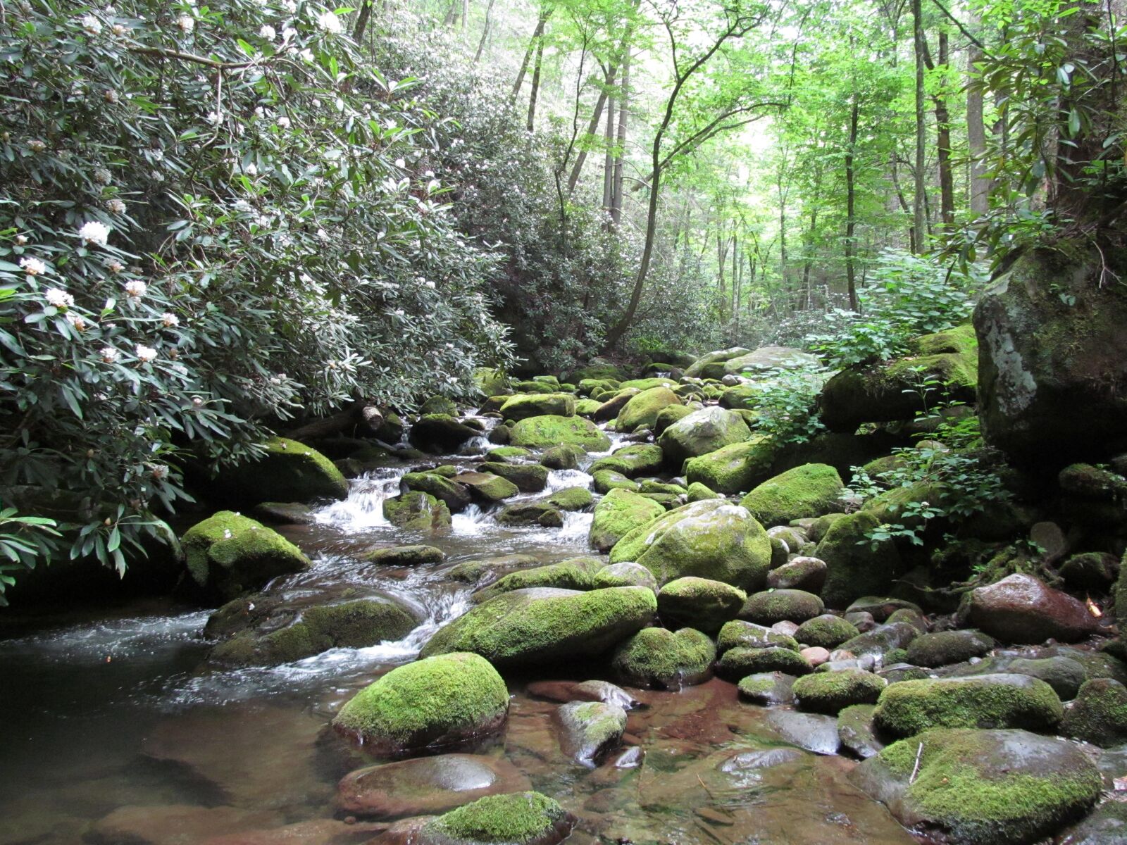 Canon PowerShot SX150 IS sample photo. Smoky, mountains, park photography