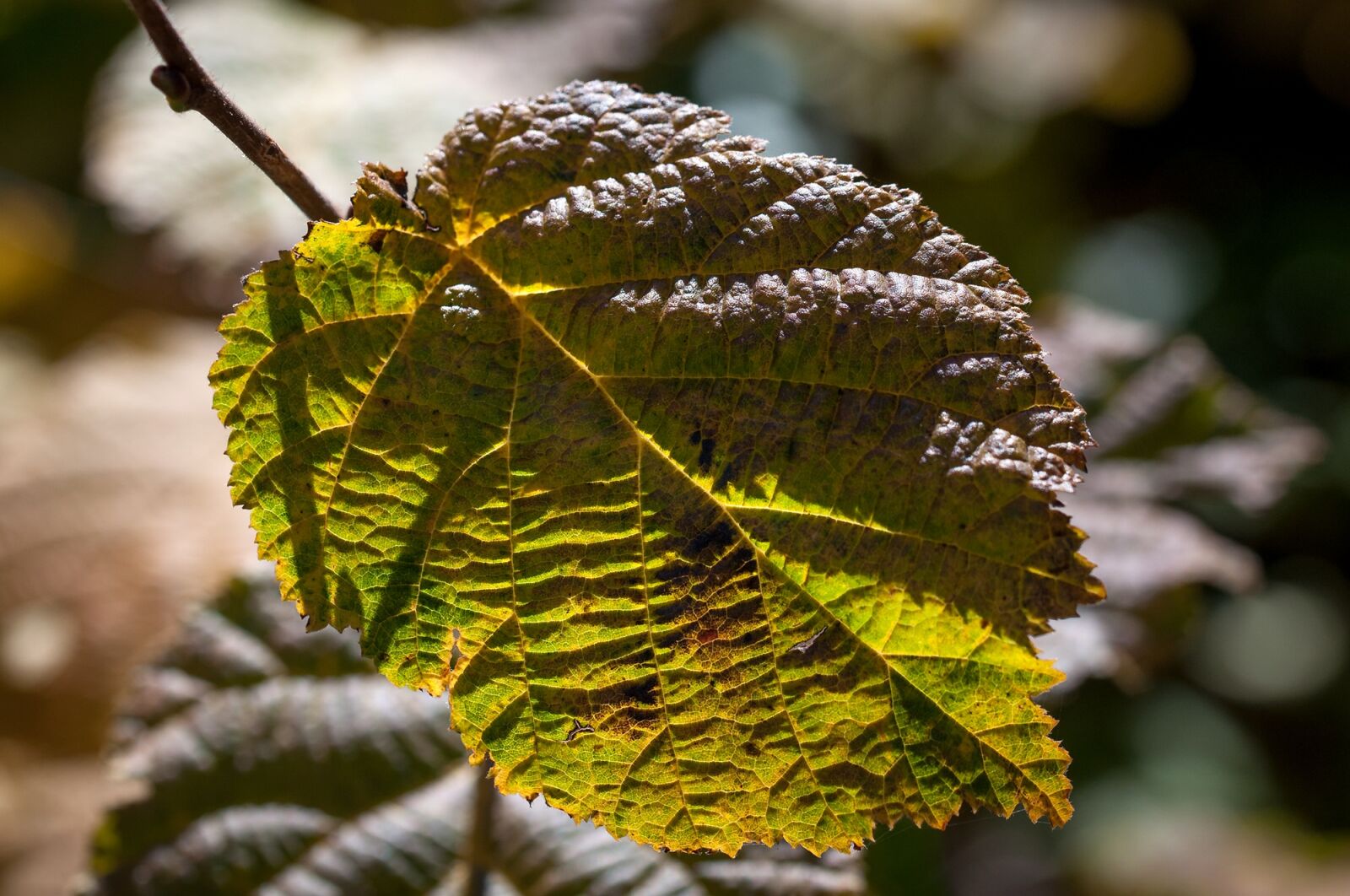 Nikon D90 sample photo. Leaf, autumn leaf, autumn photography