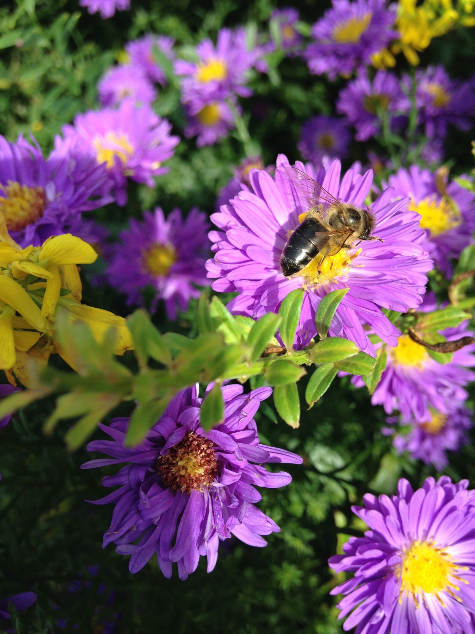 iPhone 5c back camera 4.12mm f/2.4 sample photo. Aster, herbstaster, bee photography