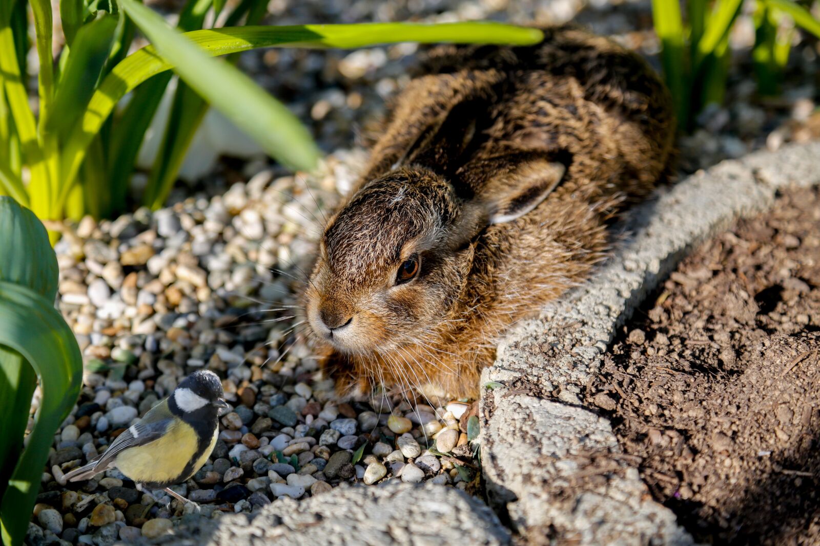Canon EF 24-105mm F4L IS USM sample photo. Hare, bird, wild animal photography