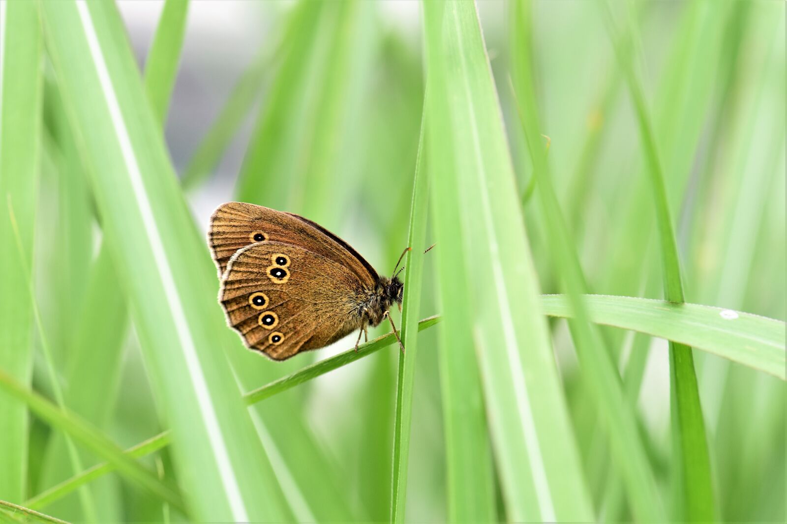 Nikon D5500 sample photo. Butterfly, animal insect, nature photography