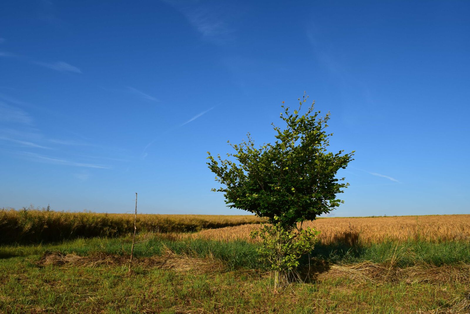 Nikon D3300 sample photo. Landscape, tree, nature, sky photography