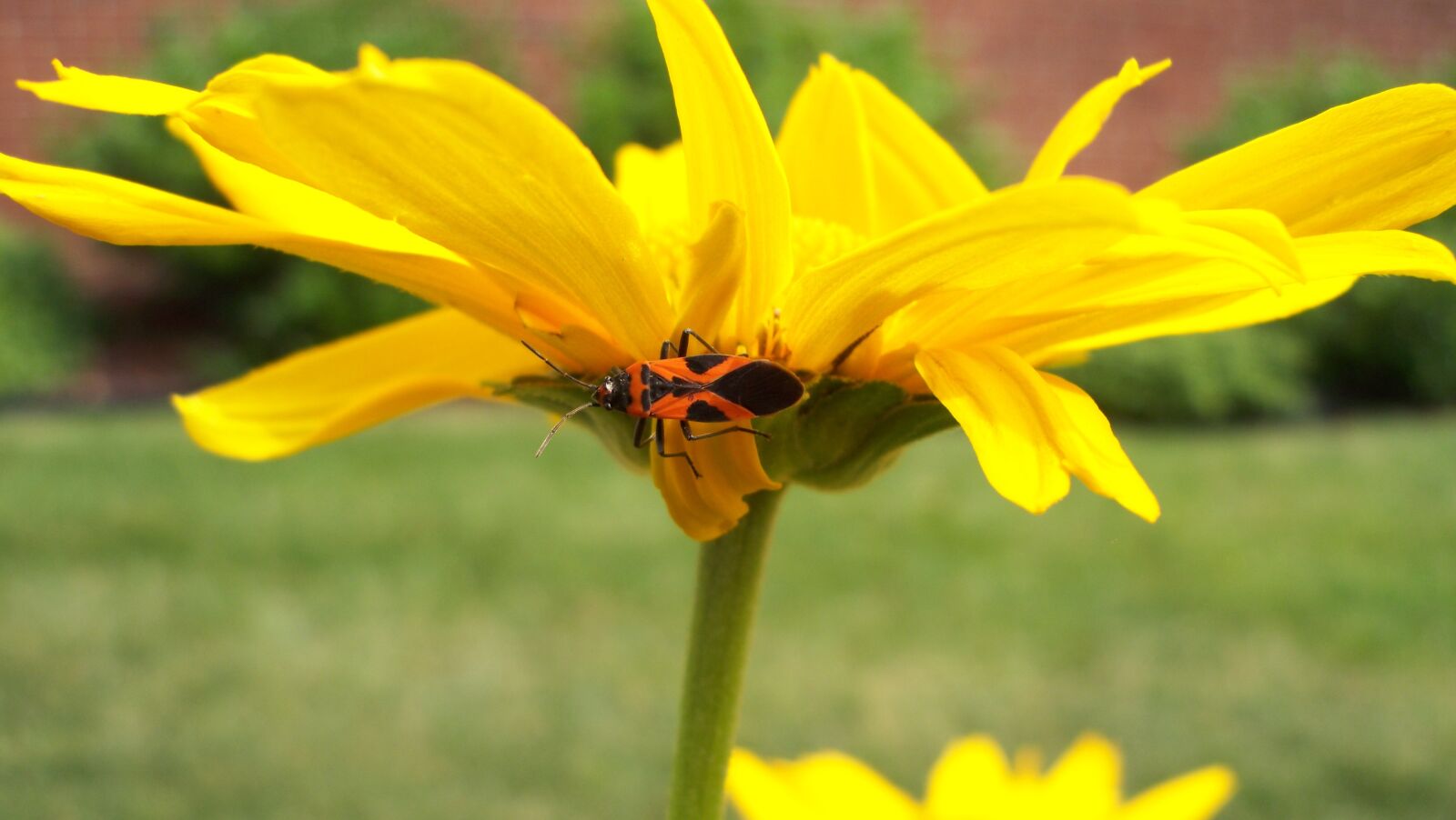 Kodak V1253 ZOOM DIGITAL CAMERA sample photo. Yellow, flower, nature photography