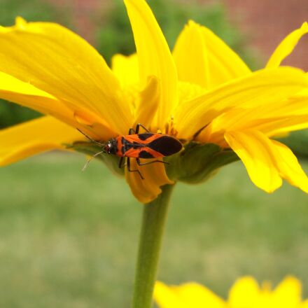 希少 Kodak コダック Easy Share V1253 美品 Amazon.com : Kodak Easyshare V1253 12 MP Digital Camera with 3