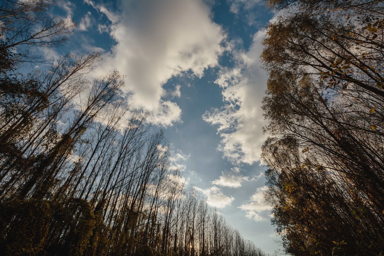 Canon EF 16-35mm F2.8L II USM sample photo. Atmosphere, blue sky, tree photography
