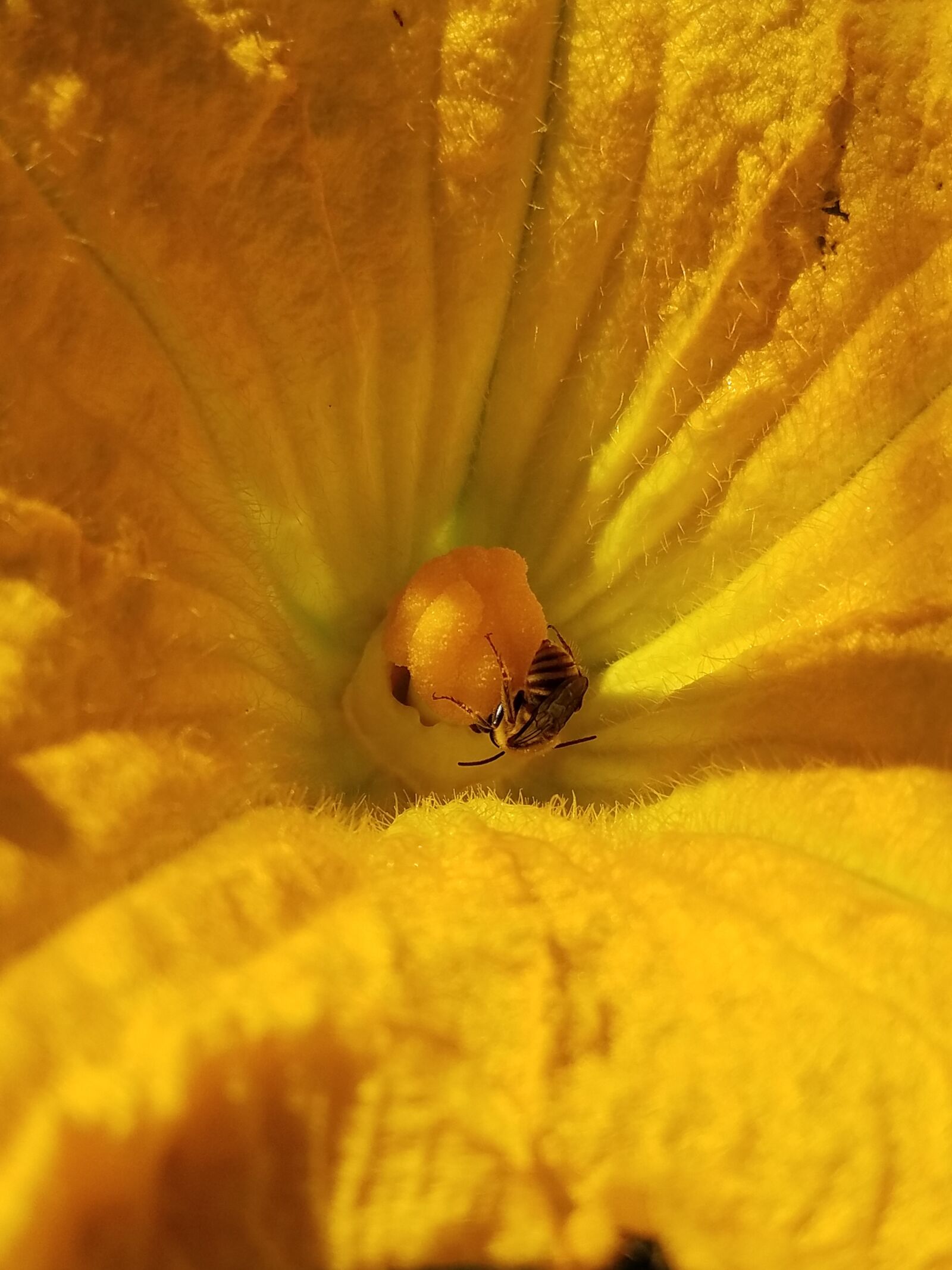 Samsung Galaxy S7 Edge sample photo. Honey bee, flower, blossom photography