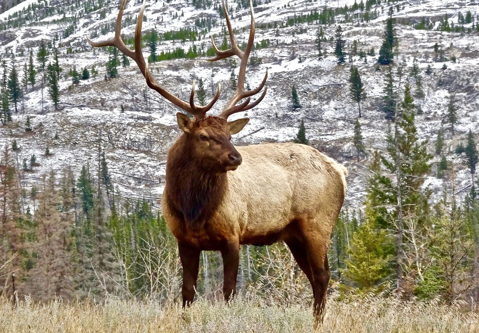 Sony Cyber-shot DSC-HX90V sample photo. Stag, elk, antler photography