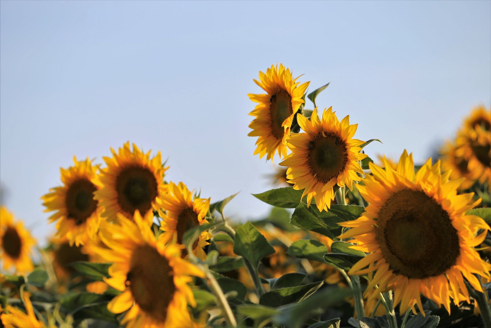 Canon EF 70-300 F4-5.6 IS II USM sample photo. Agriculture, sunflowers, bloom photography
