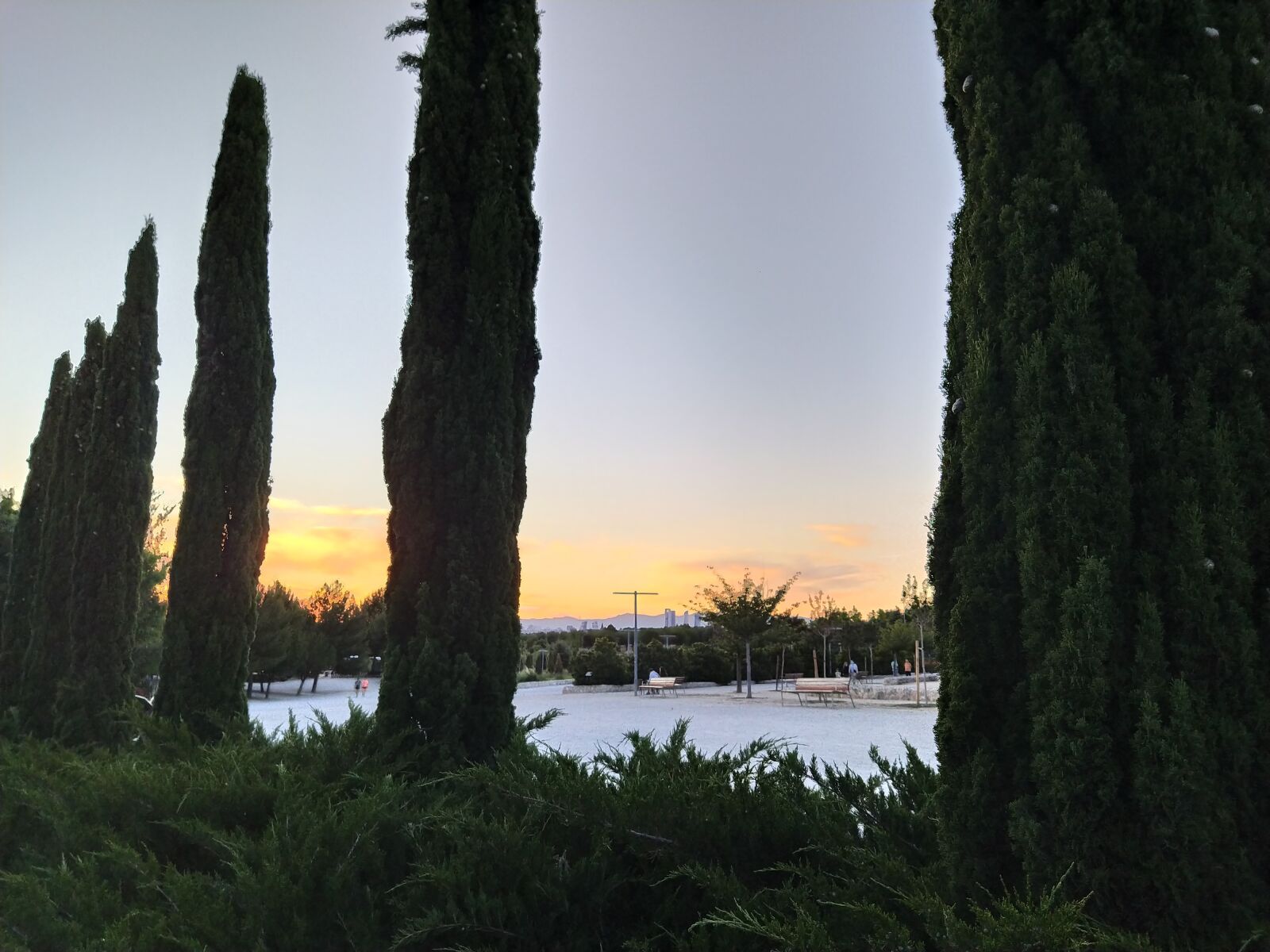 Xiaomi Mi A3 sample photo. Sunset, cypress, park photography