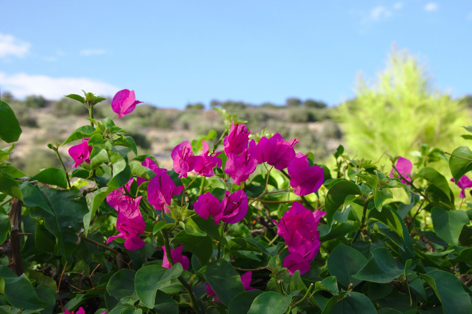 Canon EOS 600D (Rebel EOS T3i / EOS Kiss X5) sample photo. Flower, pink, nature photography