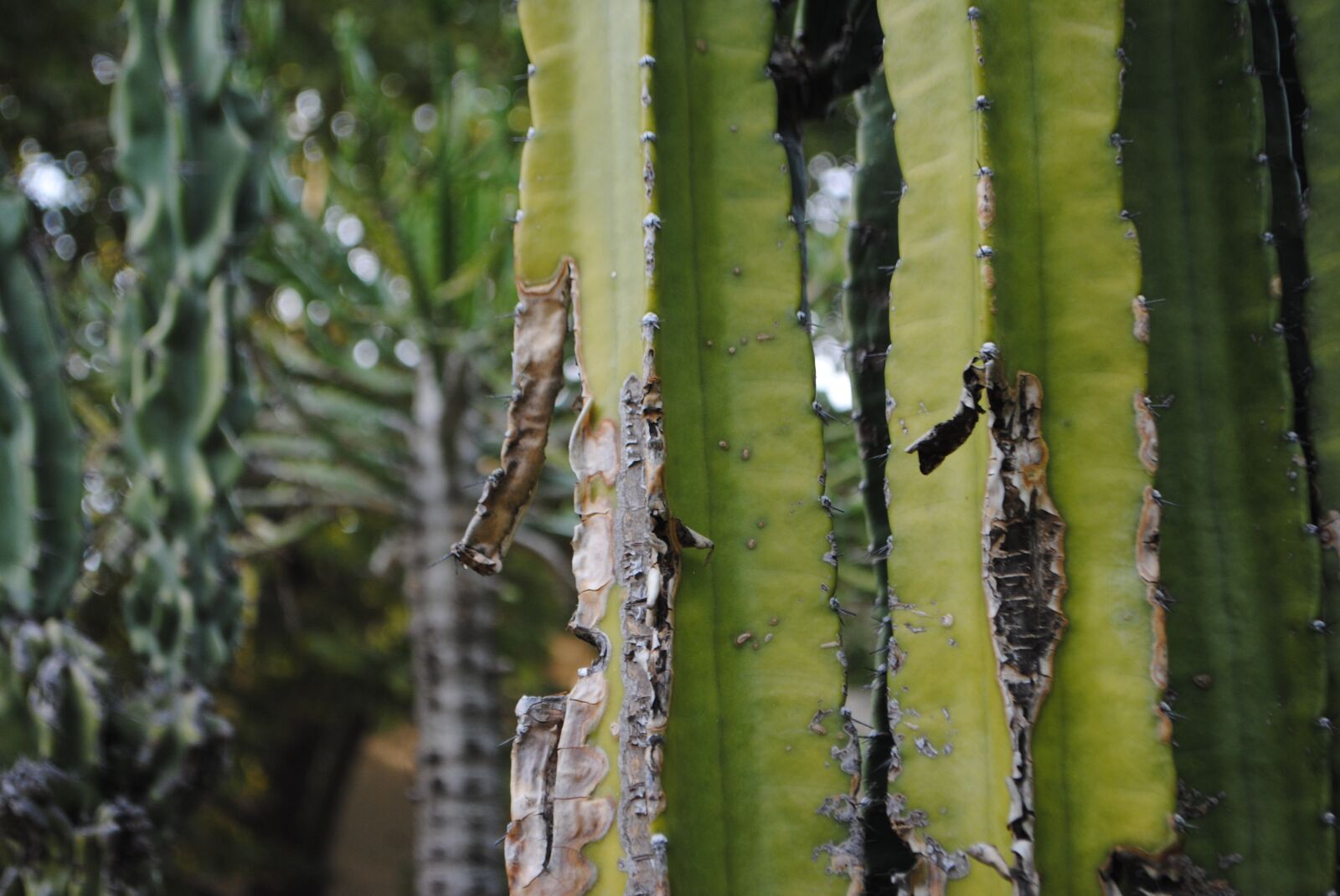 Nikon D3000 sample photo. Cactus, green, succulent photography