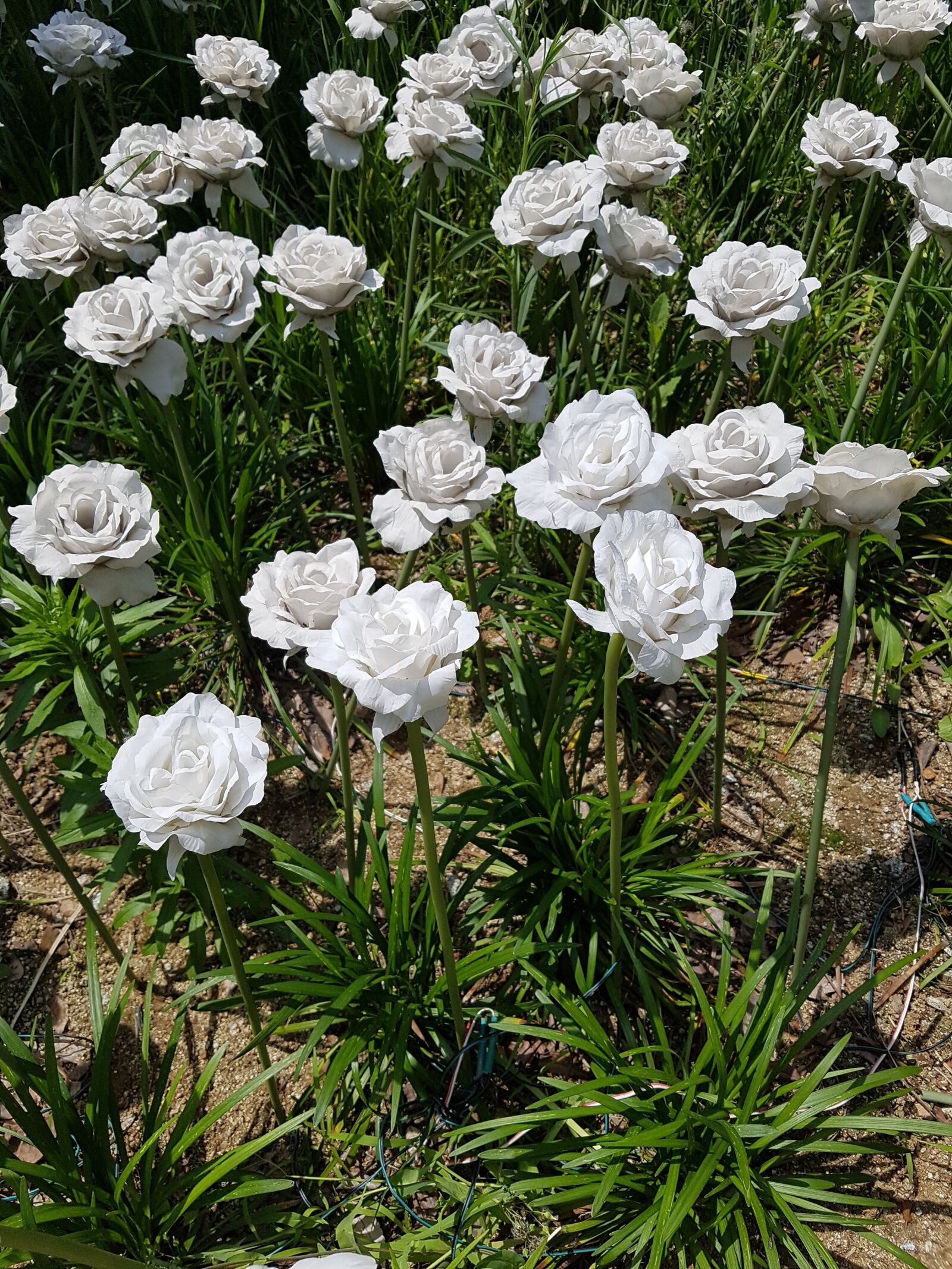Samsung Galaxy S7 sample photo. White roses, beautiful flowers photography