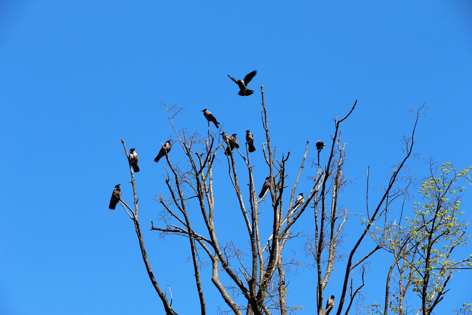 Canon EOS 650D (EOS Rebel T4i / EOS Kiss X6i) sample photo. Crows, raven, nature photography