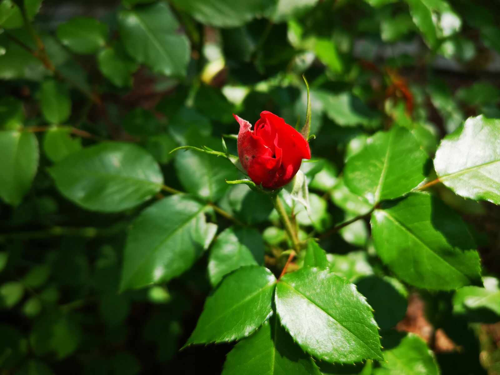 HUAWEI CLT-L29 sample photo. Rose, love, spring photography