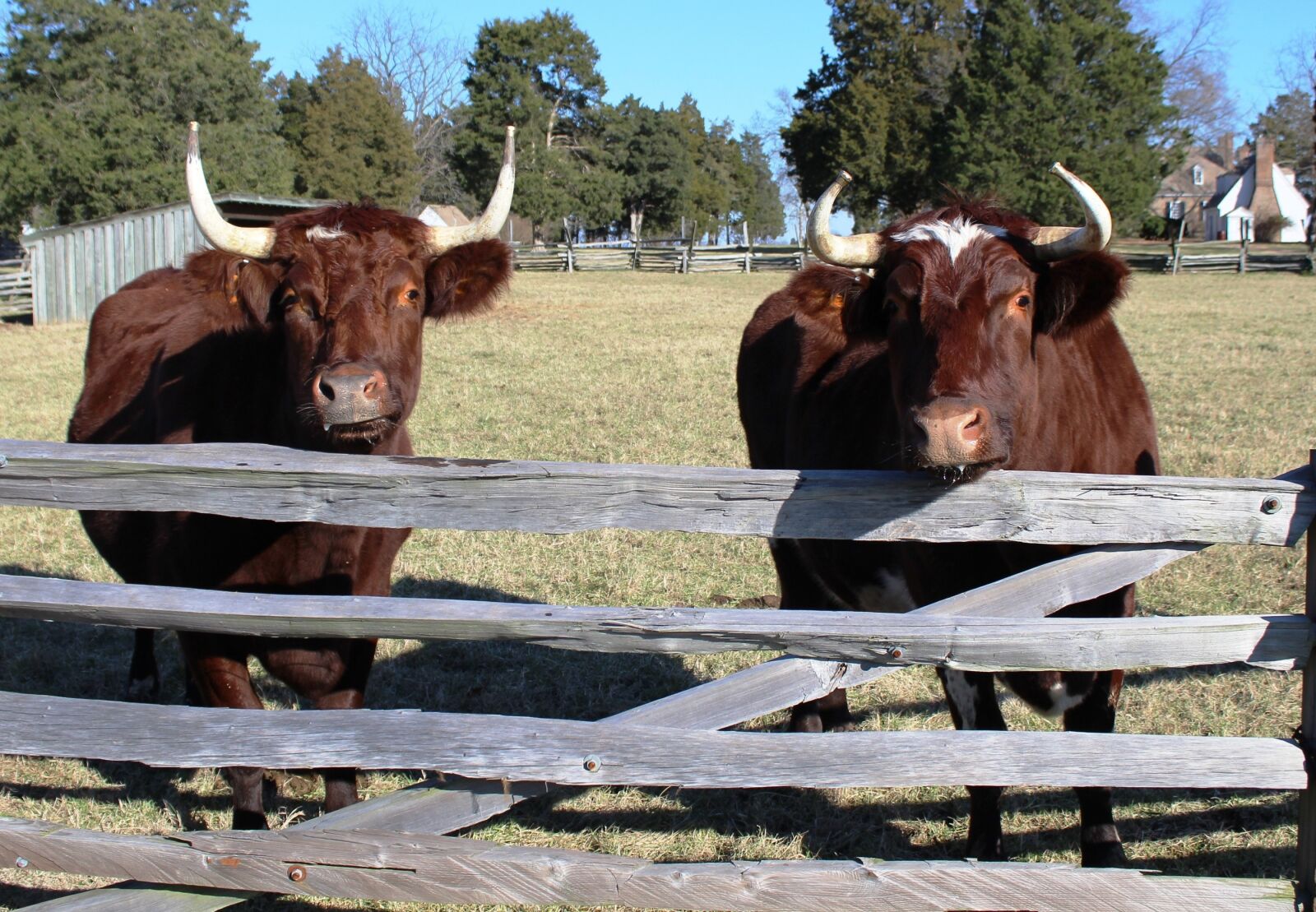 Canon EOS 600D (Rebel EOS T3i / EOS Kiss X5) sample photo. Oxen, fence, agriculture photography