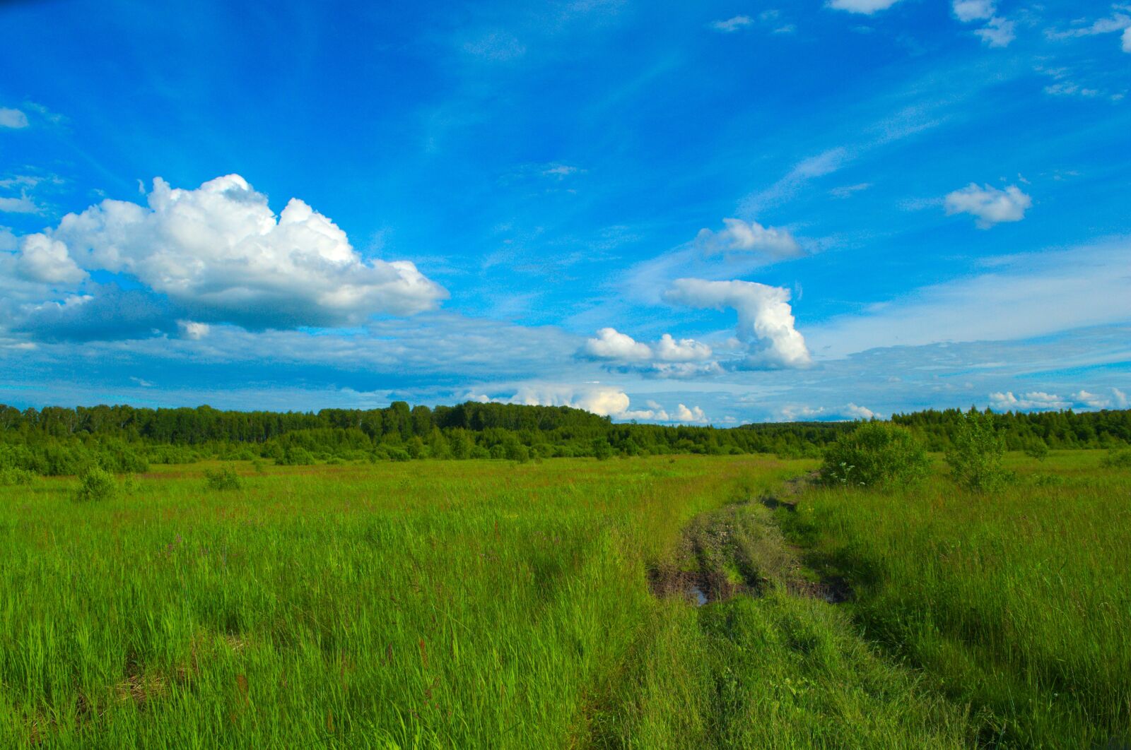 Nikon D3100 sample photo. Field, meadow, green photography