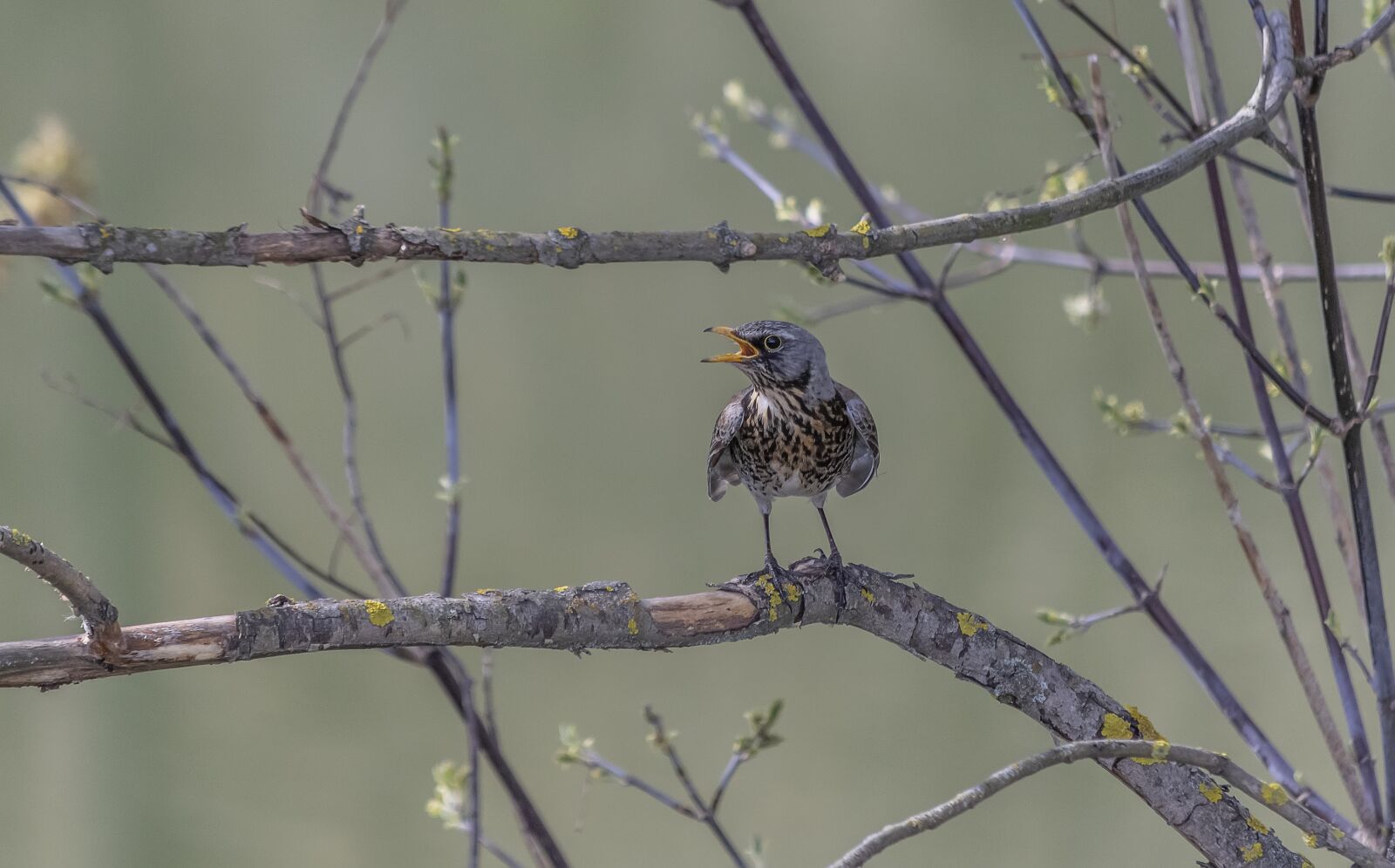 Nikon D3300 sample photo. Nature, wildlife photography, spring photography