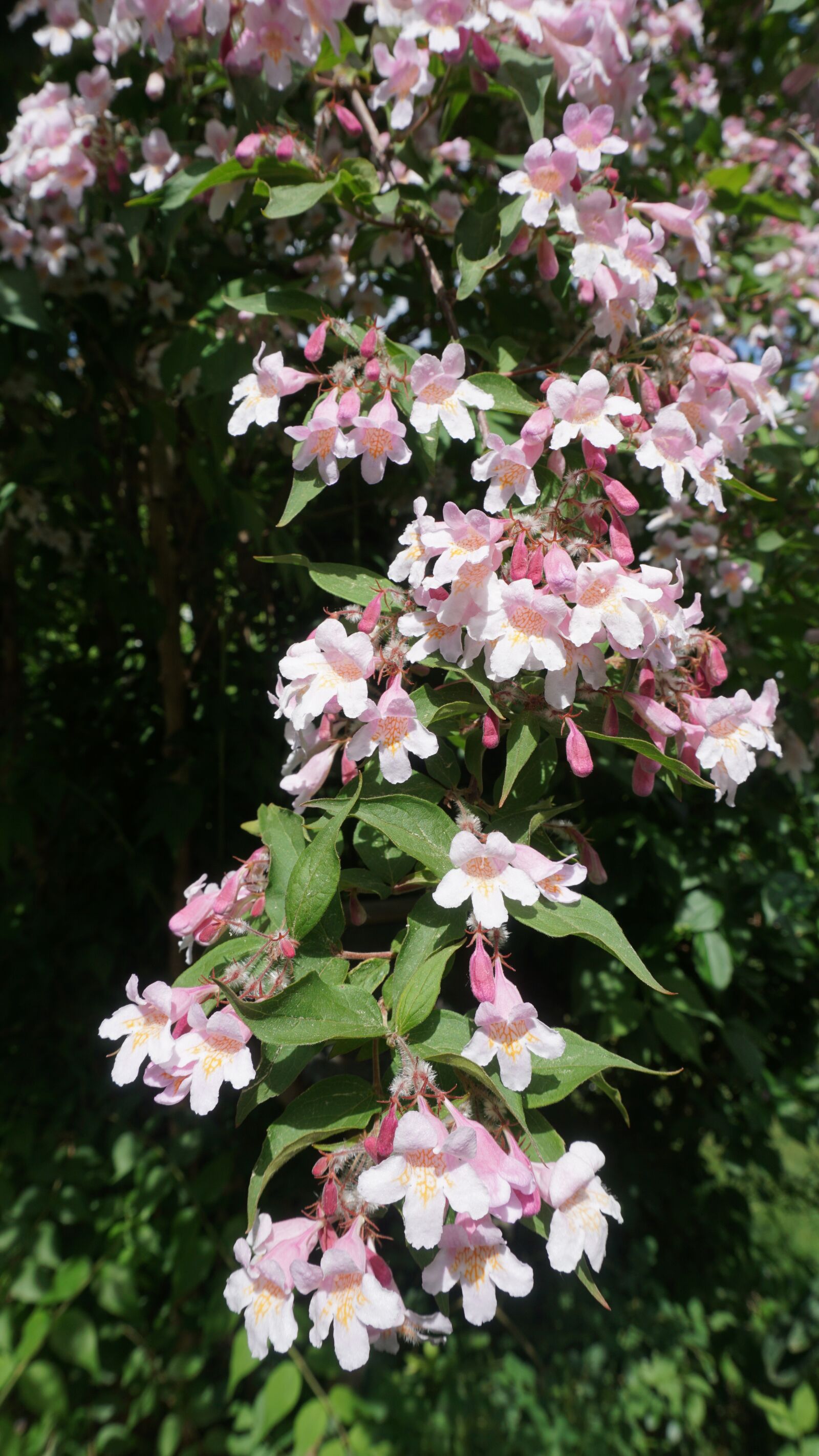 Sony a6000 sample photo. Kolkwitzia, flowers, pink photography