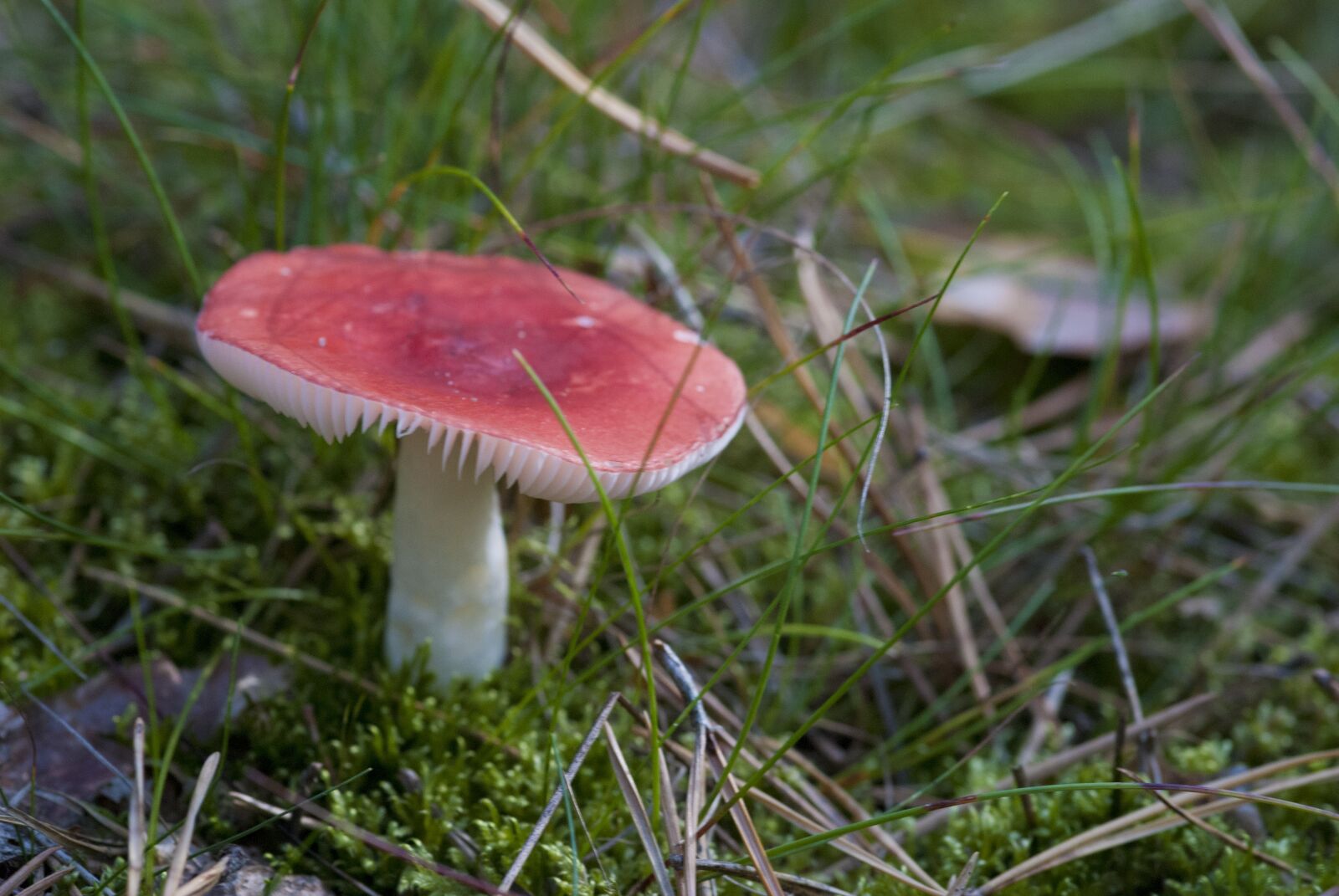 Nikon D80 sample photo. Woods, forest, nature photography