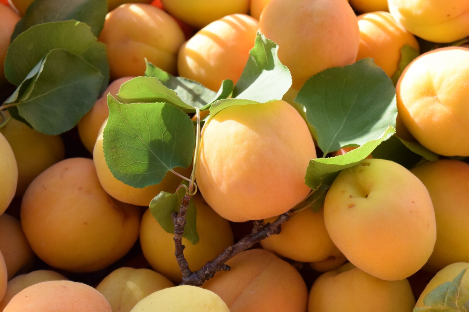 Nikon D3300 sample photo. Apricots, ripe, fruit photography