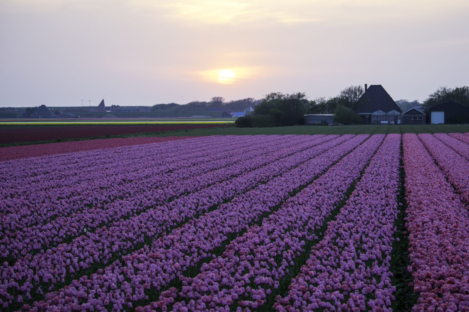 Nikon D3300 sample photo. Tulips, field, farmland photography