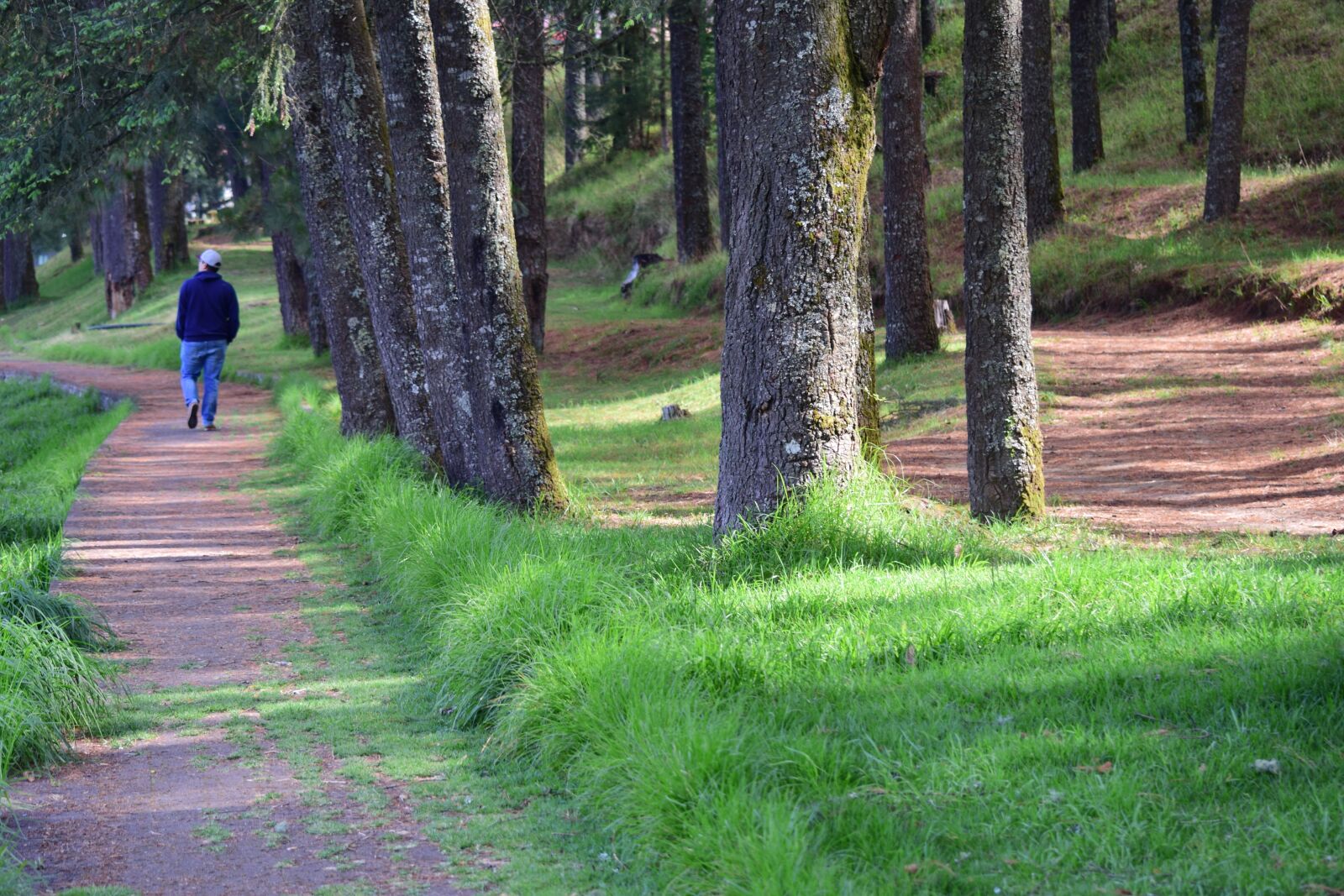 Nikon D3300 sample photo. Path, walk, trees photography